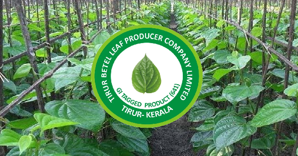 ബെറ്റല്‍ ലീഫ് ഫാര്‍മര്‍ കമ്പനിയില്‍ ഒഴിവ്