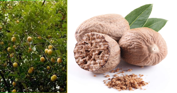 കൊച്ചിൻ നട്മഗ് ഫാർമർ പ്രൊഡ്യൂസർ കമ്പനിയിൽ അവസരം