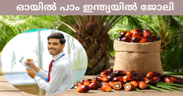 ഓയിൽ പാം ഇന്ത്യയിൽ അവസരം
